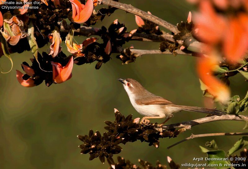 Yellow-eyed Babbler