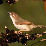 Yellow-eyed Babbler