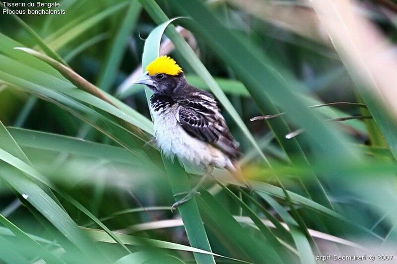 Black-breasted Weaveradult breeding