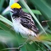 Black-breasted Weaver