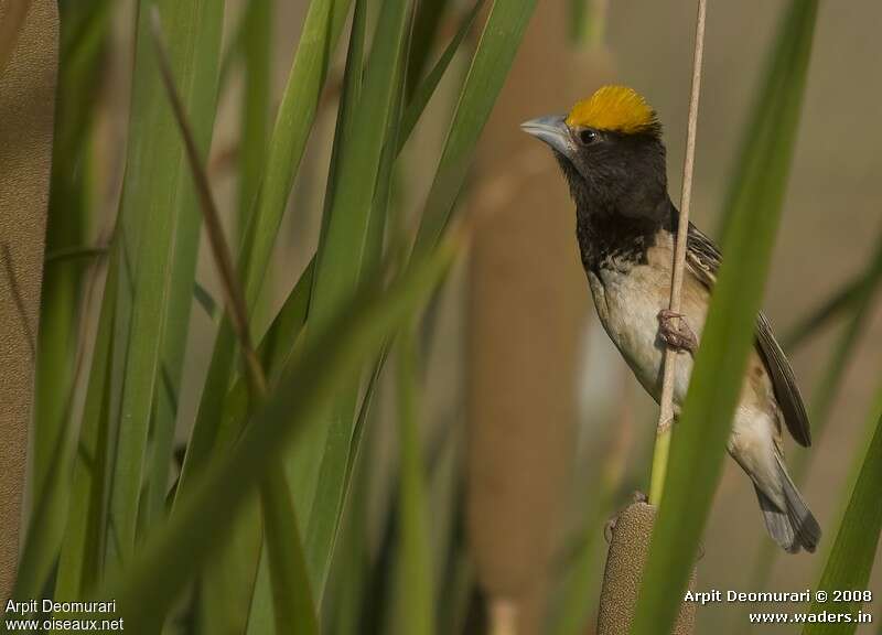 Black-breasted Weaver male adult breeding, close-up portrait