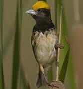 Black-breasted Weaver