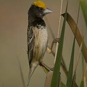 Black-breasted Weaver