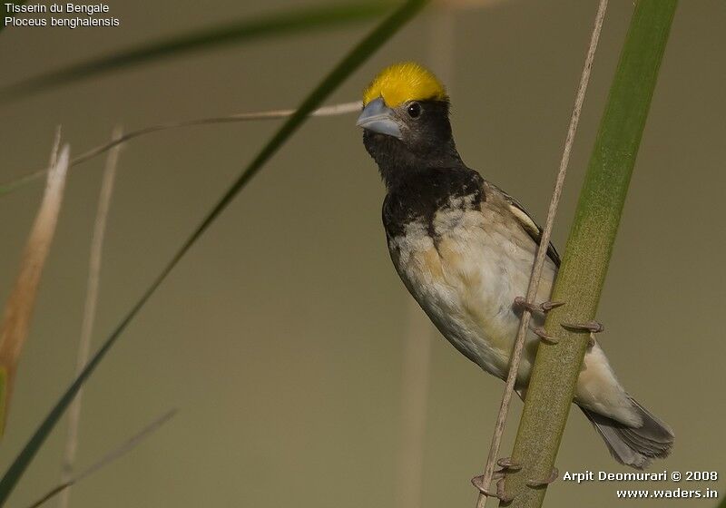 Black-breasted Weaver male adult breeding