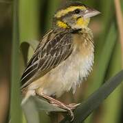 Black-breasted Weaver