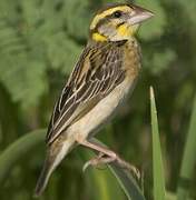 Black-breasted Weaver