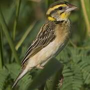 Black-breasted Weaver