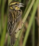 Black-breasted Weaver