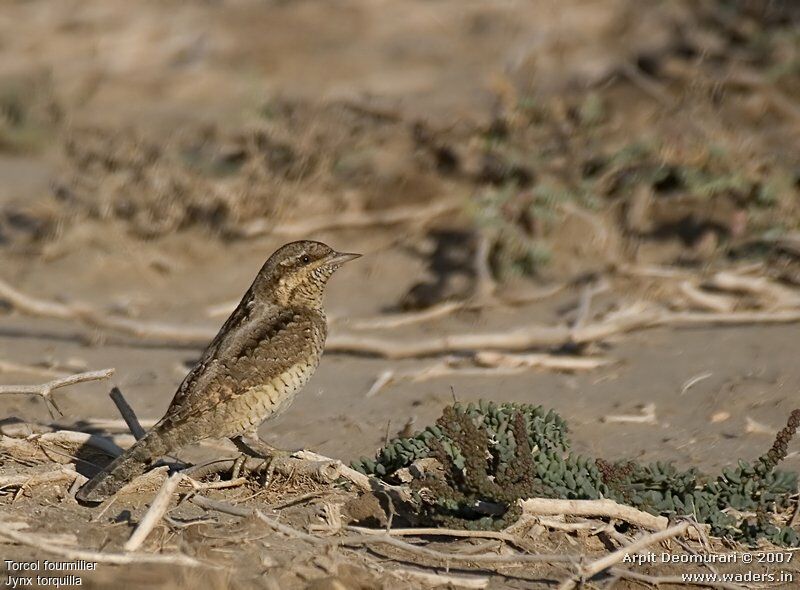 Eurasian Wryneck