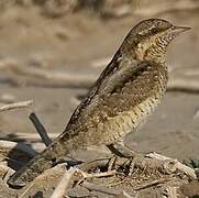 Eurasian Wryneck