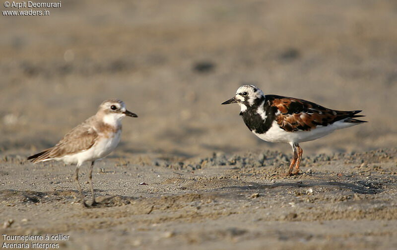 Ruddy Turnstoneadult post breeding