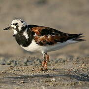 Ruddy Turnstone