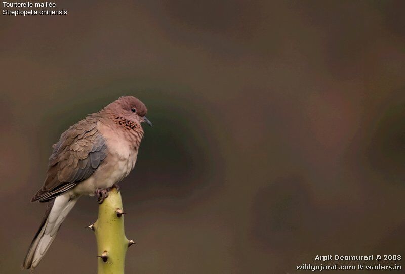 Laughing Dove