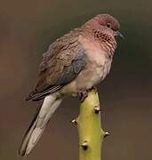 Laughing Dove