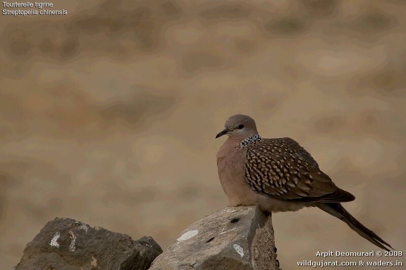 Spotted Dove