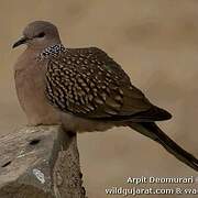 Spotted Dove