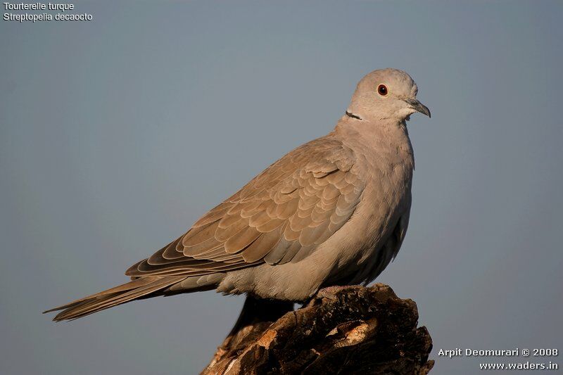 Eurasian Collared Dove