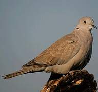 Eurasian Collared Dove