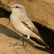 Red-tailed Wheatear