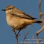 Red-tailed Wheatear