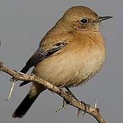 Desert Wheatear