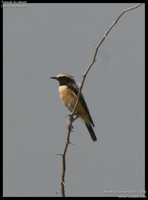 Desert Wheatear