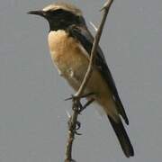 Desert Wheatear