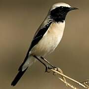 Desert Wheatear