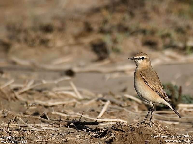 Isabelline Wheatear male adult, identification