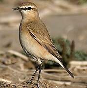 Isabelline Wheatear