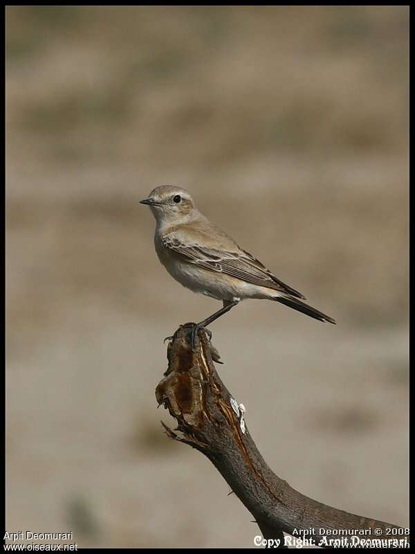 Isabelline Wheatearadult post breeding