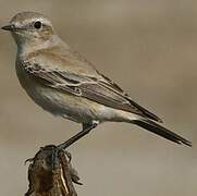 Isabelline Wheatear