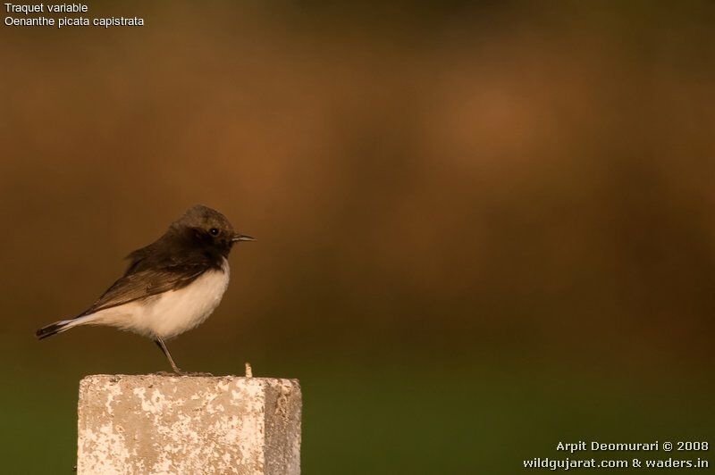 Variable Wheatear