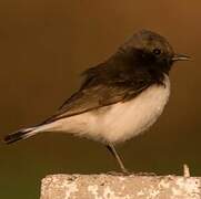 Variable Wheatear