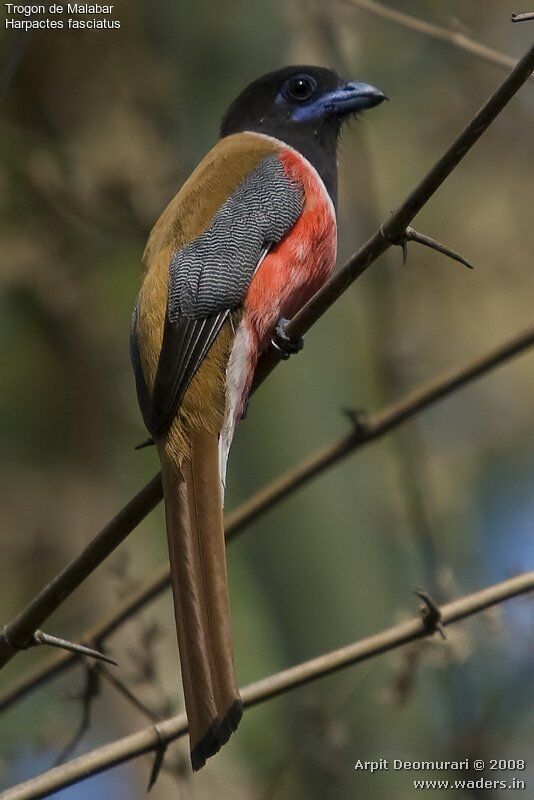 Malabar Trogon male adult breeding