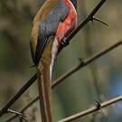 Trogon de Malabar