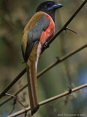 Trogon de Malabar