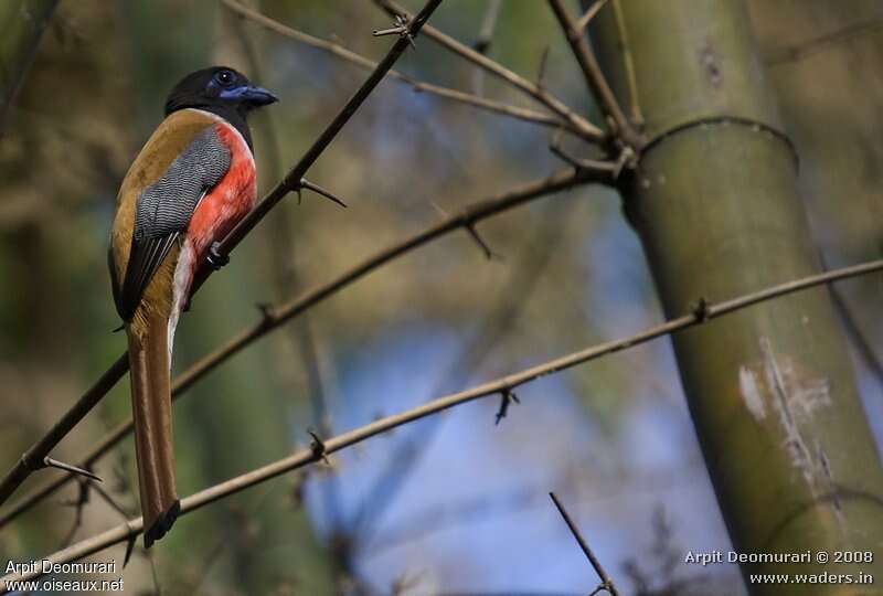 Trogon de Malabar mâle adulte