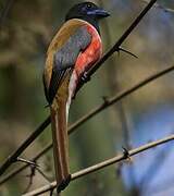 Trogon de Malabar