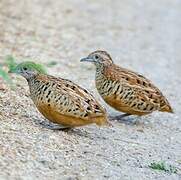 Barred Buttonquail