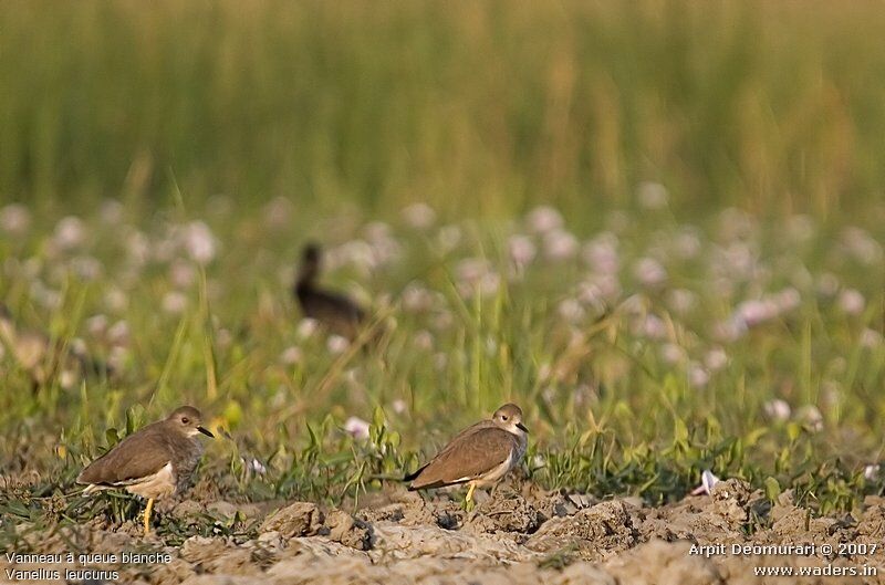 White-tailed Lapwing