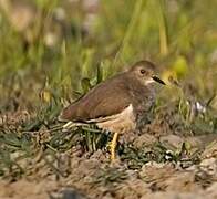 White-tailed Lapwing