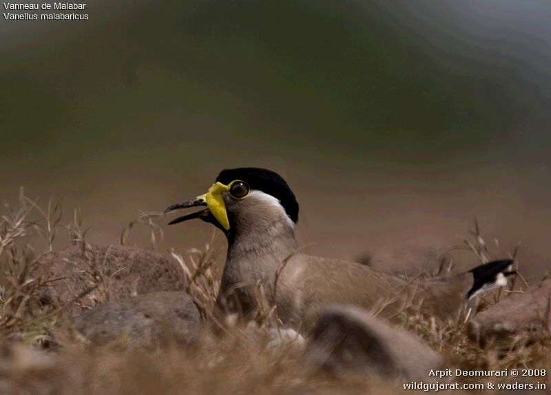 Yellow-wattled Lapwingadult breeding