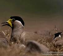 Yellow-wattled Lapwing