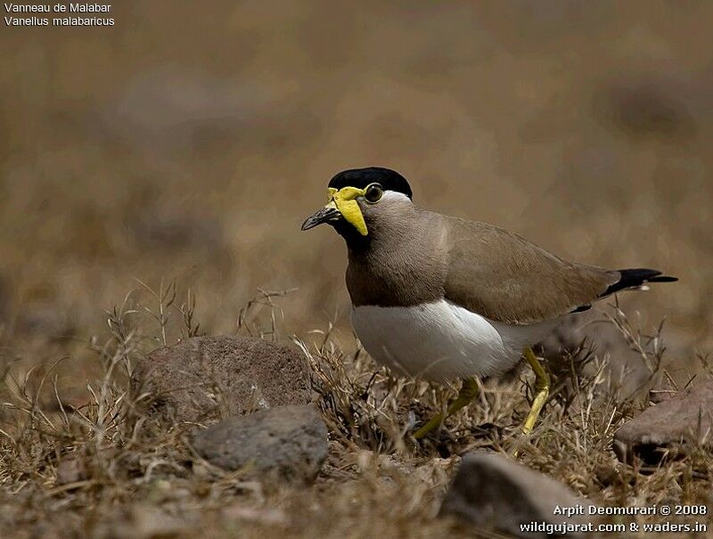 Yellow-wattled Lapwingadult breeding