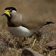 Yellow-wattled Lapwing