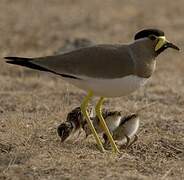 Yellow-wattled Lapwing