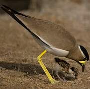 Yellow-wattled Lapwing