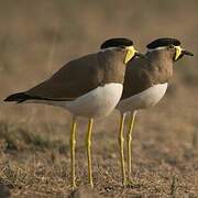 Yellow-wattled Lapwing