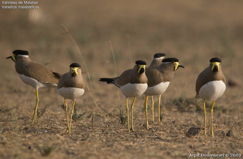 Yellow-wattled Lapwing adult breeding